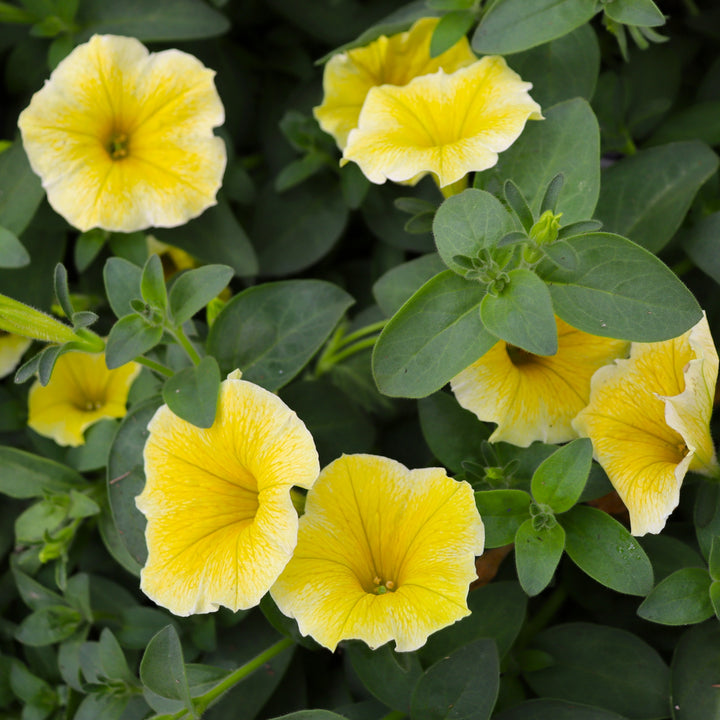 Premium Petunia