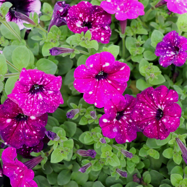 Premium Petunia