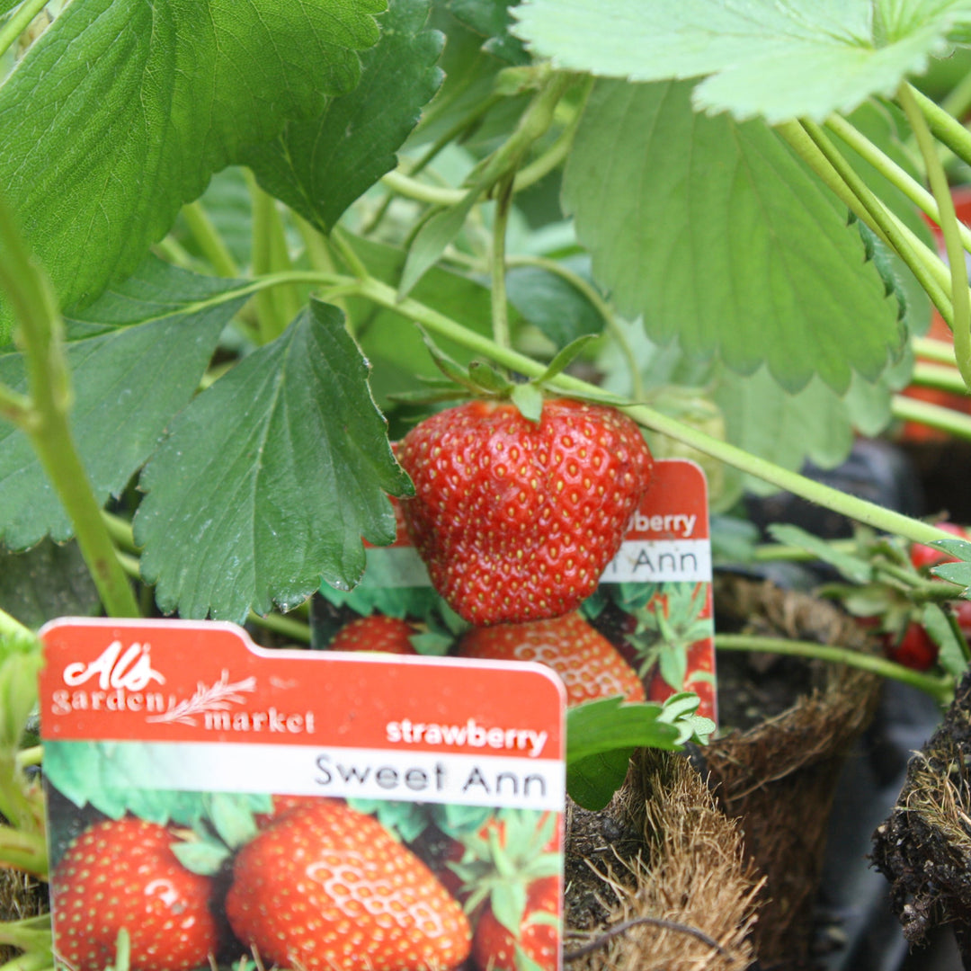 Fragaria x ananassa 'Sweet Ann' PP22472 Strawberry, 4 Inch Annuals