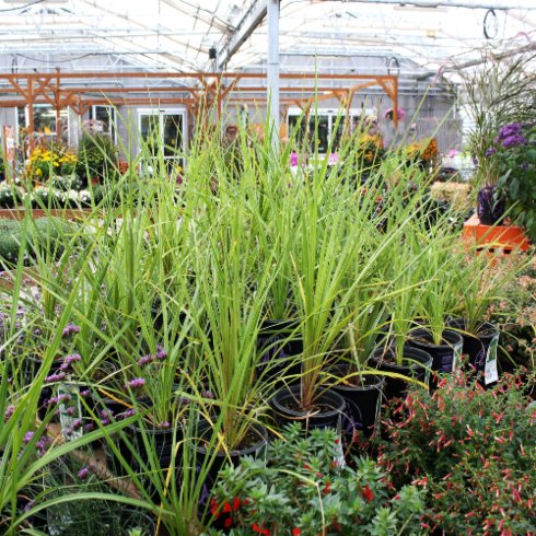 Dracaena Dracaena, 1 Gallon Annual