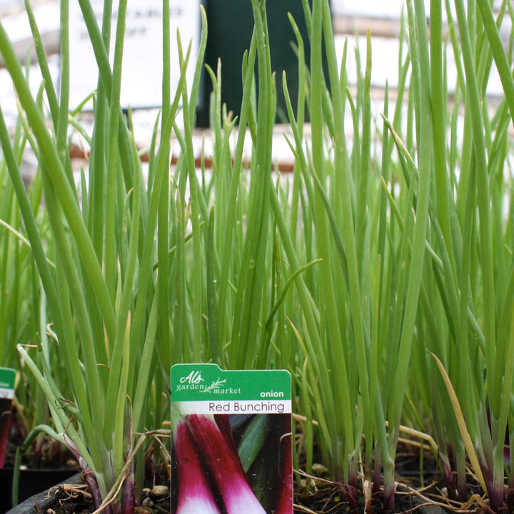 Allium cepa 'Red Bunching' Onion, 6-Pack Annual