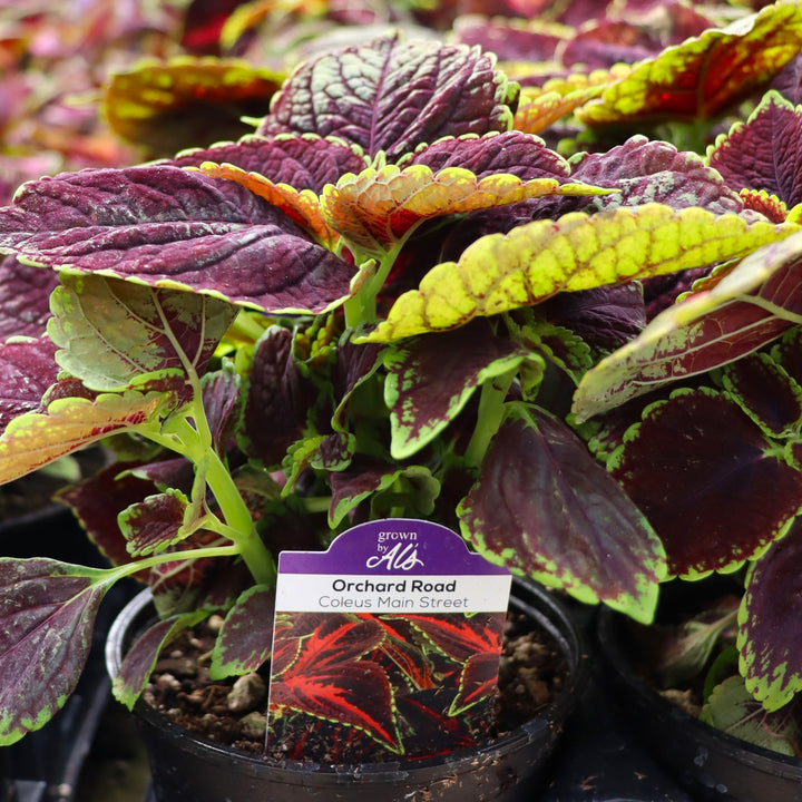 Plectranthus scutellarioides 'Orchard Road' Coleus, 4 Inch Annual
