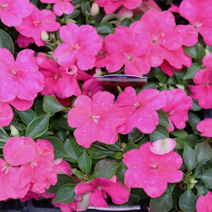 Impatiens walleriana 'PAS1377332' Beacon® Rose Impatiens, 3-Pack Annual