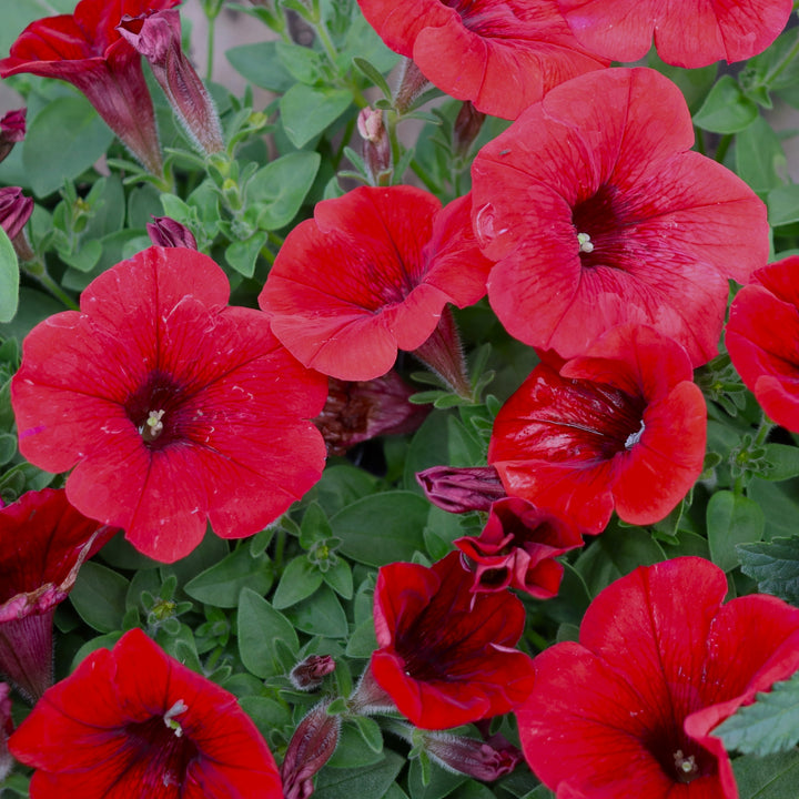 Premium Petunia