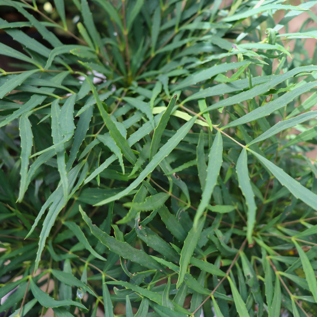 Mahonia eurybracteata 'Soft Caress' Oregon Grape, 2 Gallon Shrub