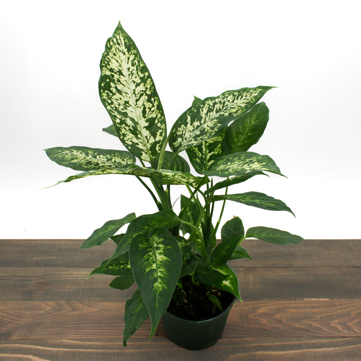 Dieffenbachia seguine 'Compacta' Compact Dieffenbachia, 8 Inch Houseplant