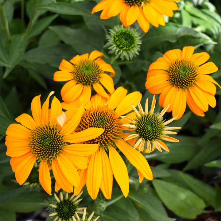 Coneflower