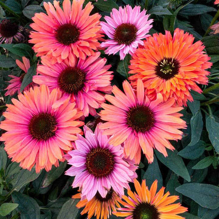 Echinacea x 'IFECSSRA' PP33171 SunSeekers® Rainbow Coneflower, 1 Gallon Perennial