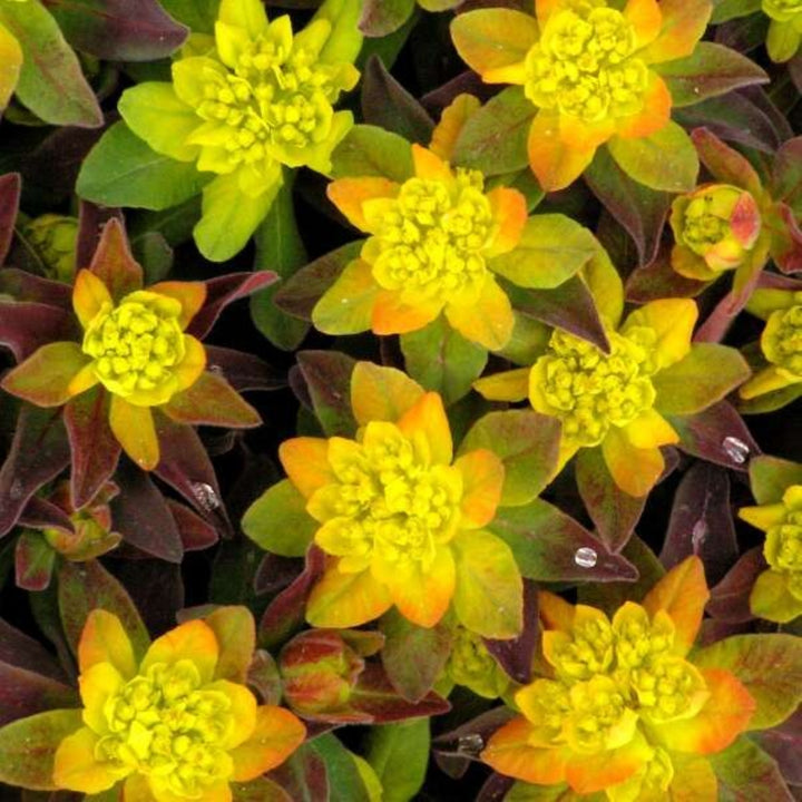 Euphorbia polyanthemus 'Bonfire' PP18585 Euphorbia, 1 Gallon Perennial