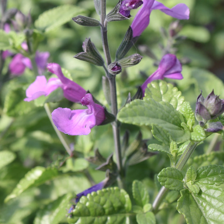 Salvia microphylla 'So Cool Violet' Salvia, 1 Gallon Perennial