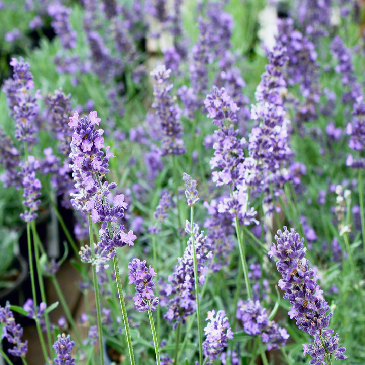 Lavandula angustifolia 'Blue Spirit Deep Blue' English Lavender, 1 Gallon Perennial