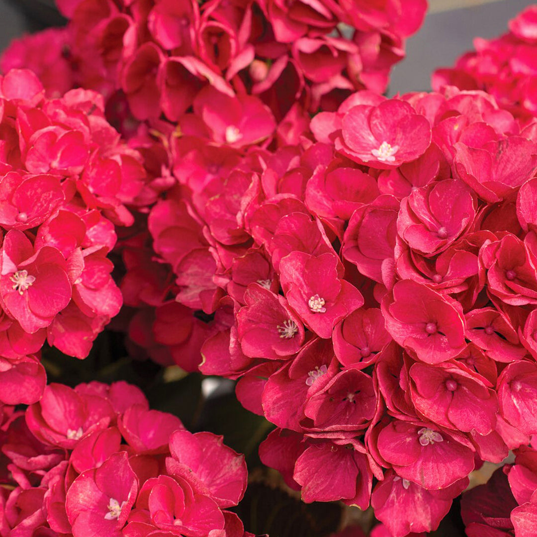 Hydrangea macrophylla 'Bloomables Akadama' Mophead Hydrangea, 2 Gallon Shrub