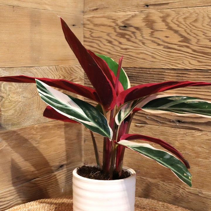 Stromanthe sanguinea 'Triostar' Stromanthe, 4 Inch Houseplant