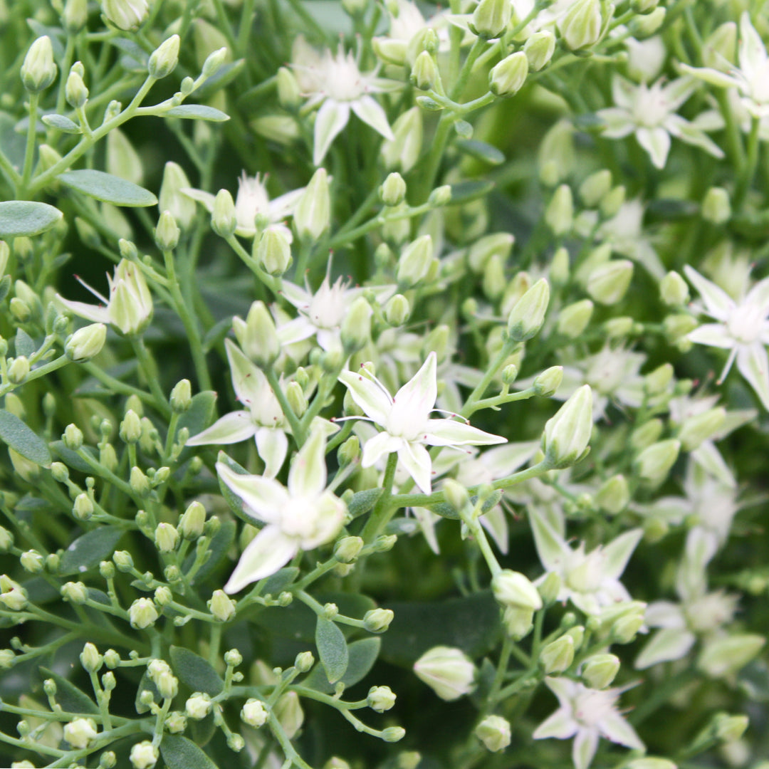 Hylotelephium tatarinowii 'Thundercloud' PP21833 Tall Sedum, 1 Gallon Perennial