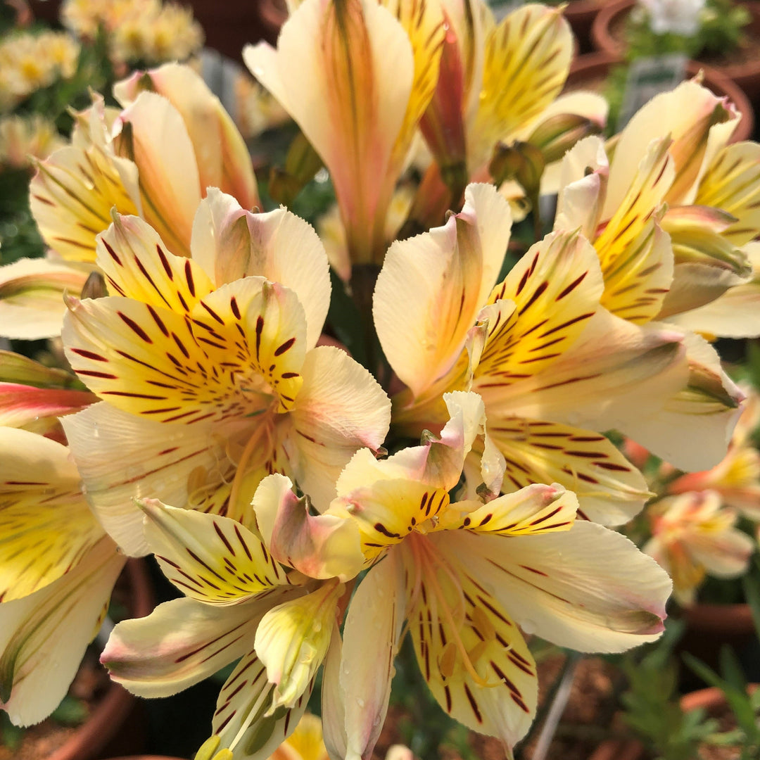 Alstroemeria x 'Annie' Peruvian Lily, 12 Inch Perennial