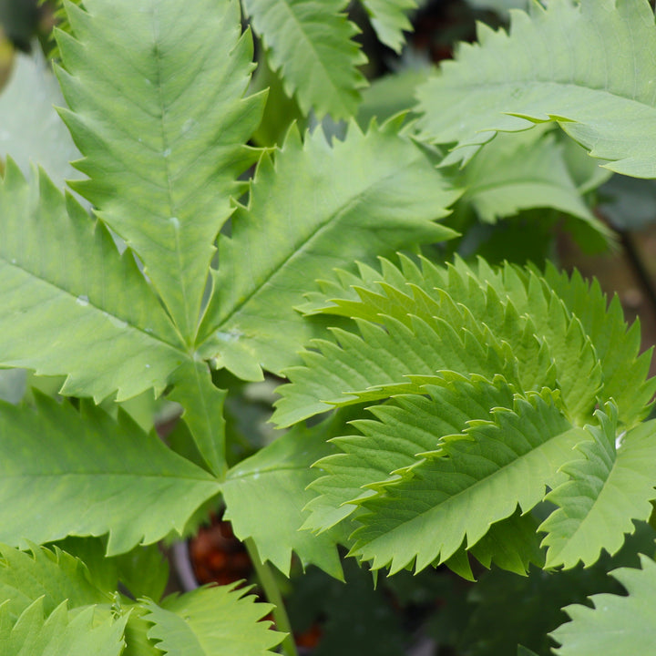 Melianthus 'Antonow's Blue' Melianthus, 1 Gallon Perennial