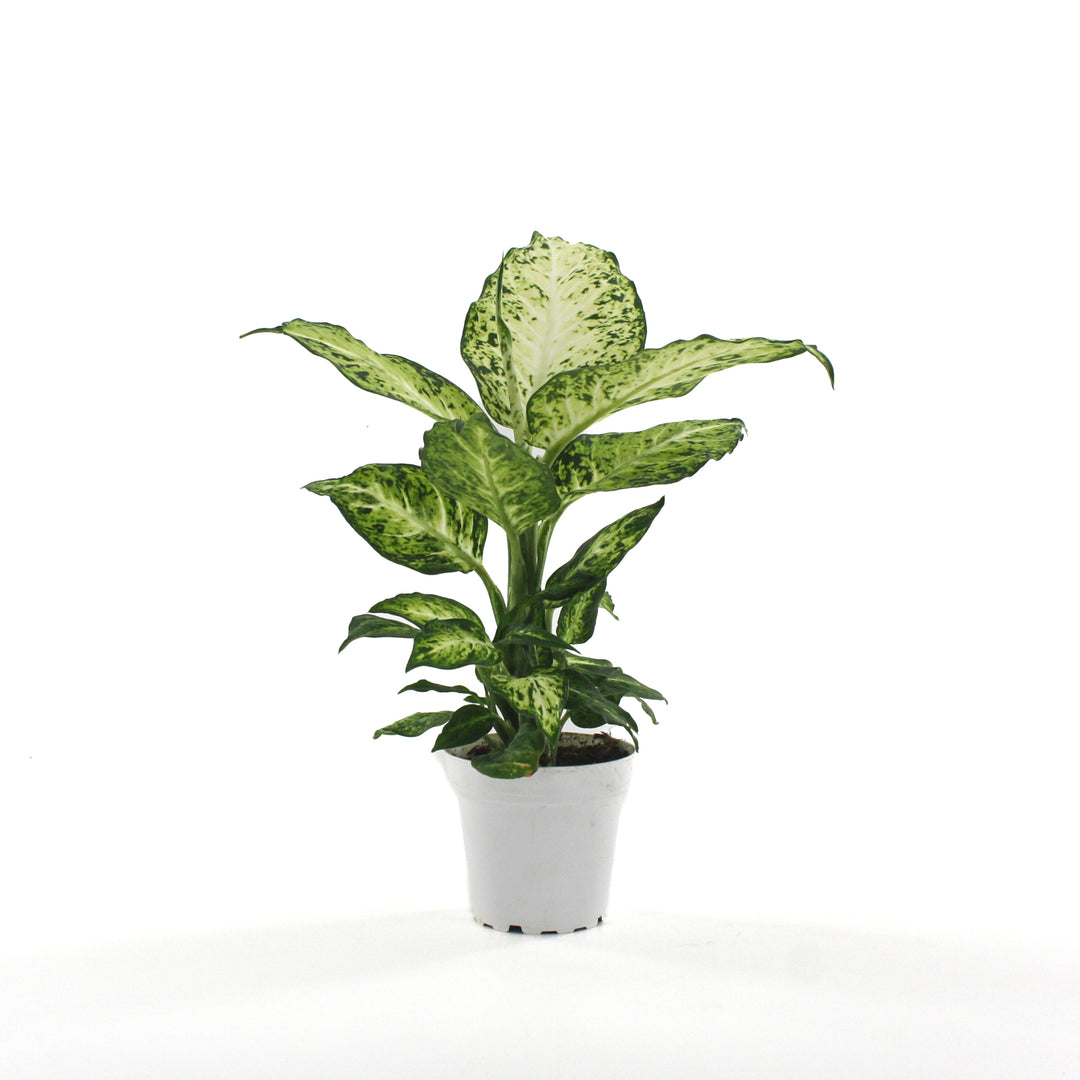 Dieffenbachia seguine 'Amy' Dieffenbachia, 4 Inch Houseplant