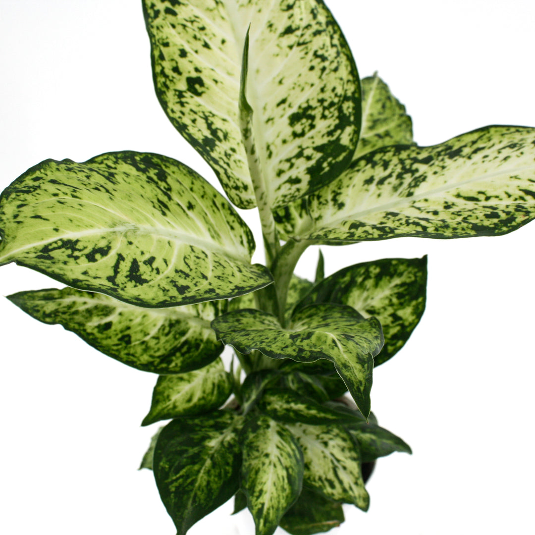 Dieffenbachia seguine 'Amy' Dieffenbachia, 4 Inch Houseplant