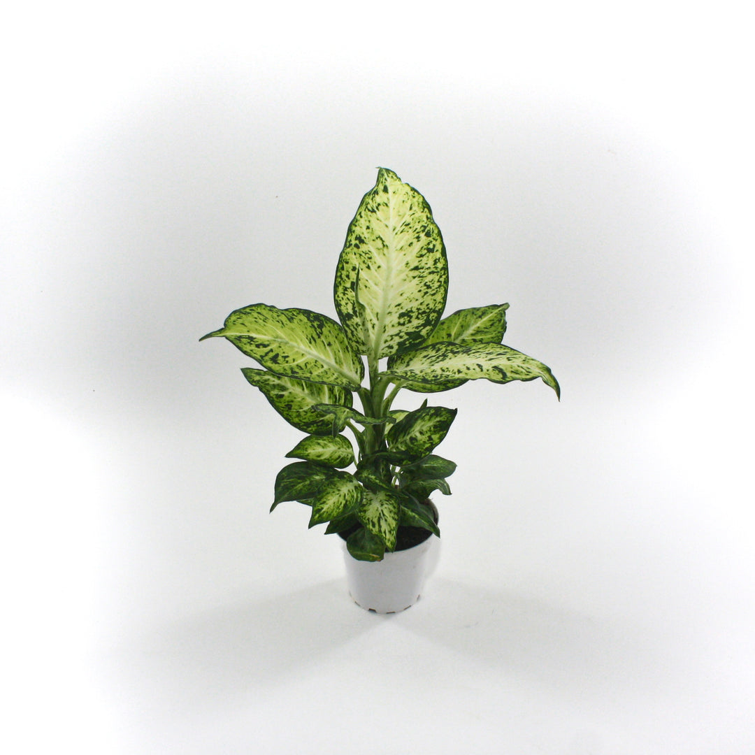 Dieffenbachia seguine 'Amy' Dieffenbachia, 4 Inch Houseplant