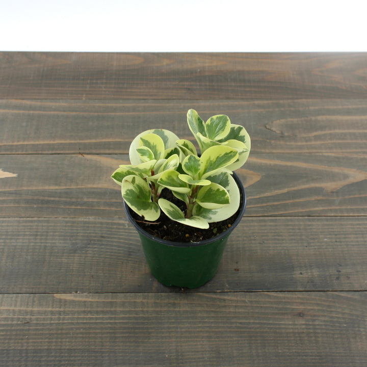 Peperomia obtipan 'Citrus Twist' Peperomia, 4 Inch Houseplant