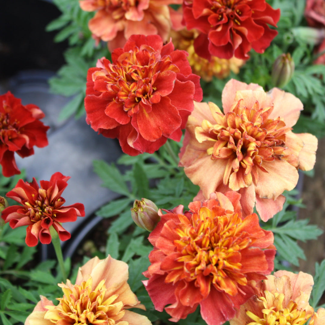 Tagetes patula 'Strawberry Blonde' Marigold, 1 Quart Annual