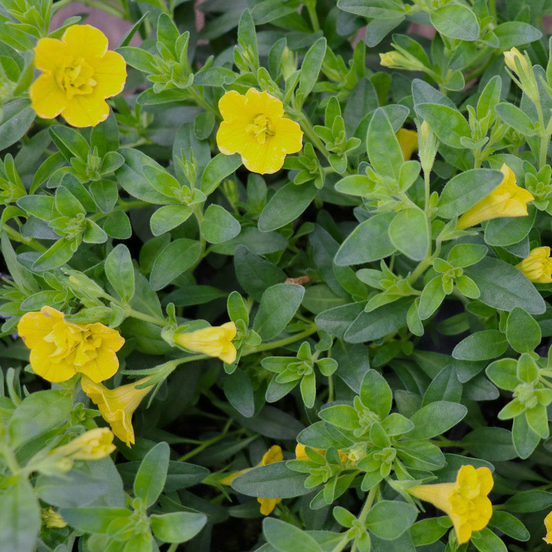 Calibrachoa