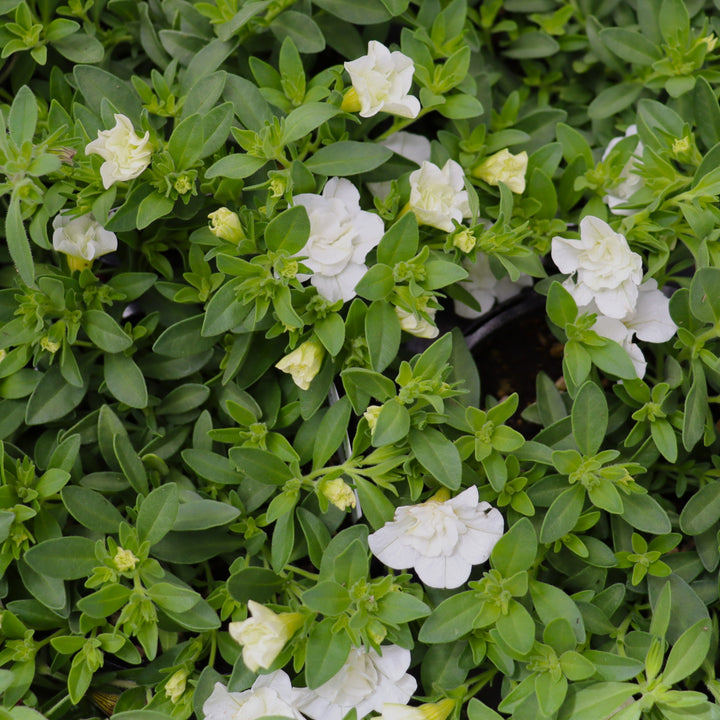 Calibrachoa