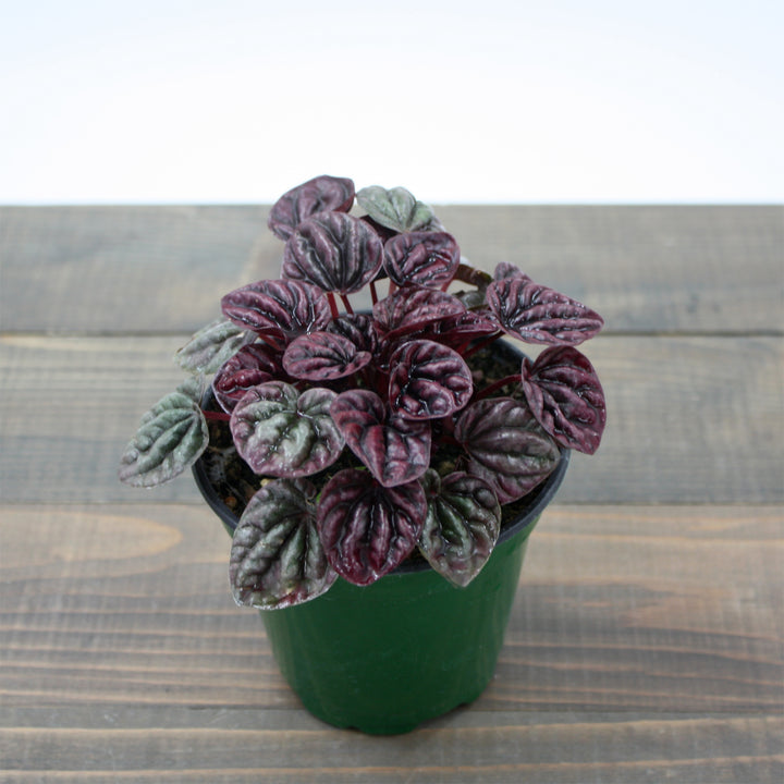 Peperomia caperata 'Raisinet' Peperomia, 4 Inch Houseplant
