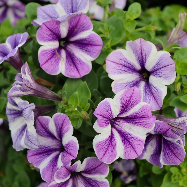 Premium Petunia