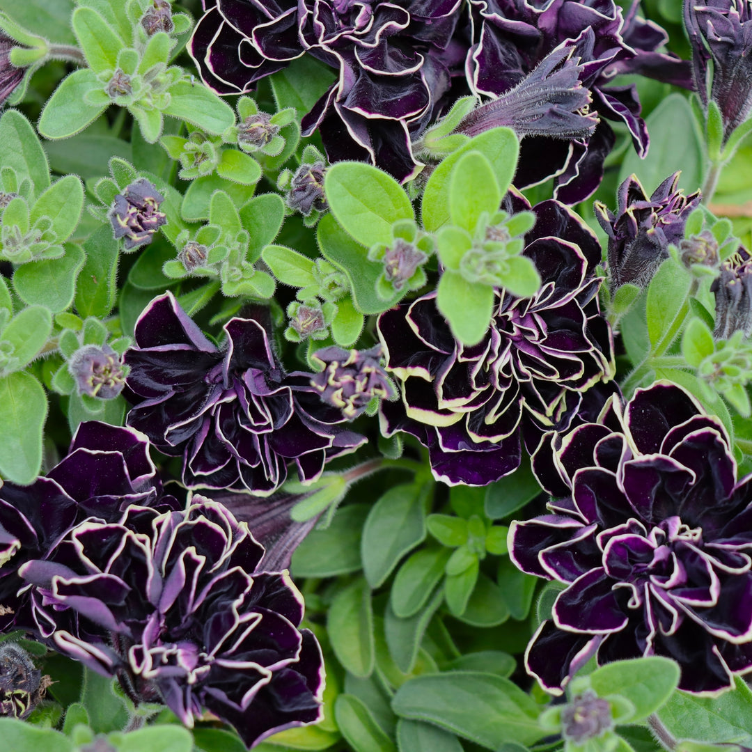 Premium Petunia