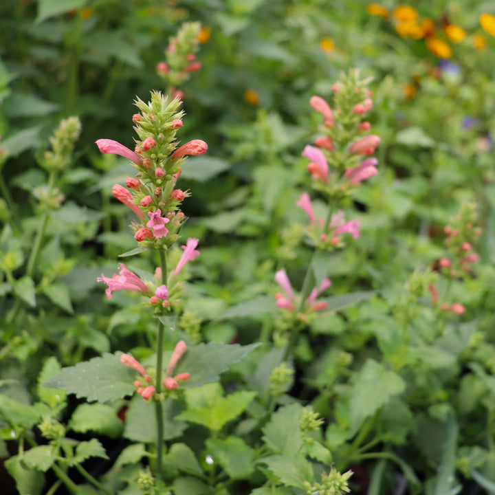 Agastache x 'Pink Pearl' PPAF Hummingbird Mint, 1 Gallon Perennial