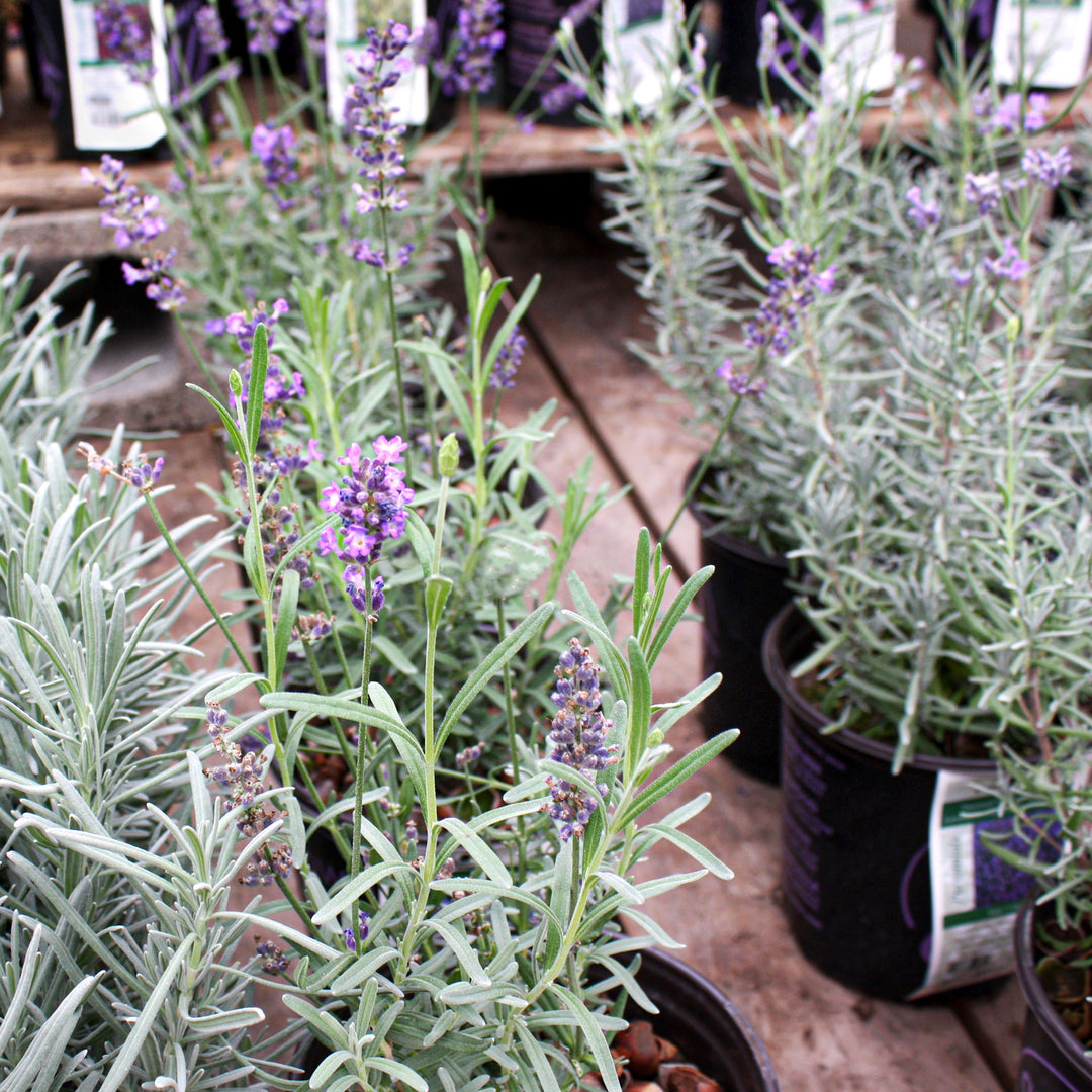 Lavandula angustifolia 'La Diva Vintage Violet' English Lavender, 1 Gallon Perennial