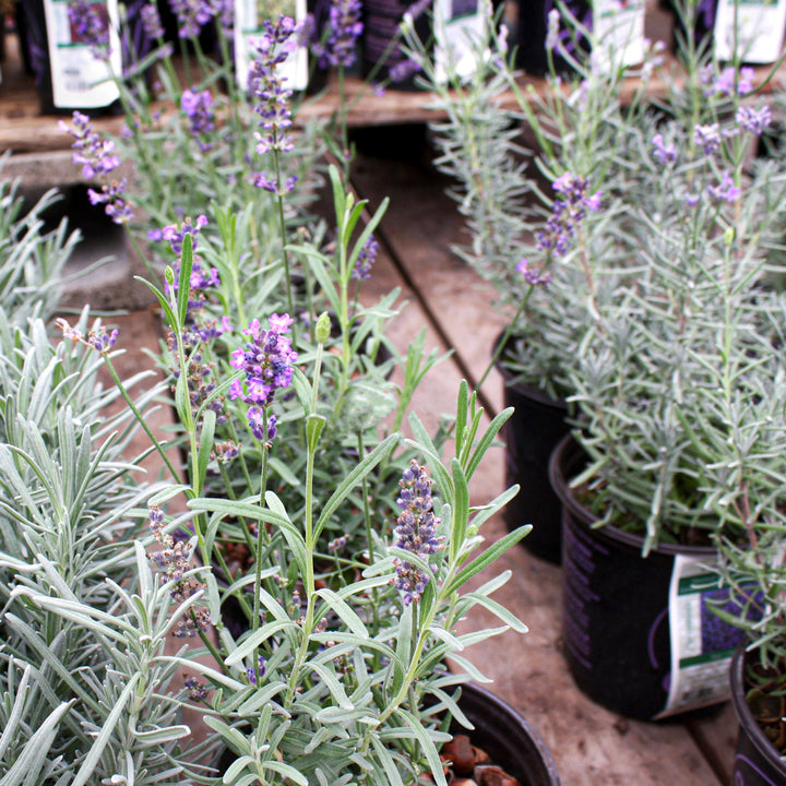 Lavandula angustifolia 'La Diva Vintage Violet' English Lavender, 1 Gallon Perennial