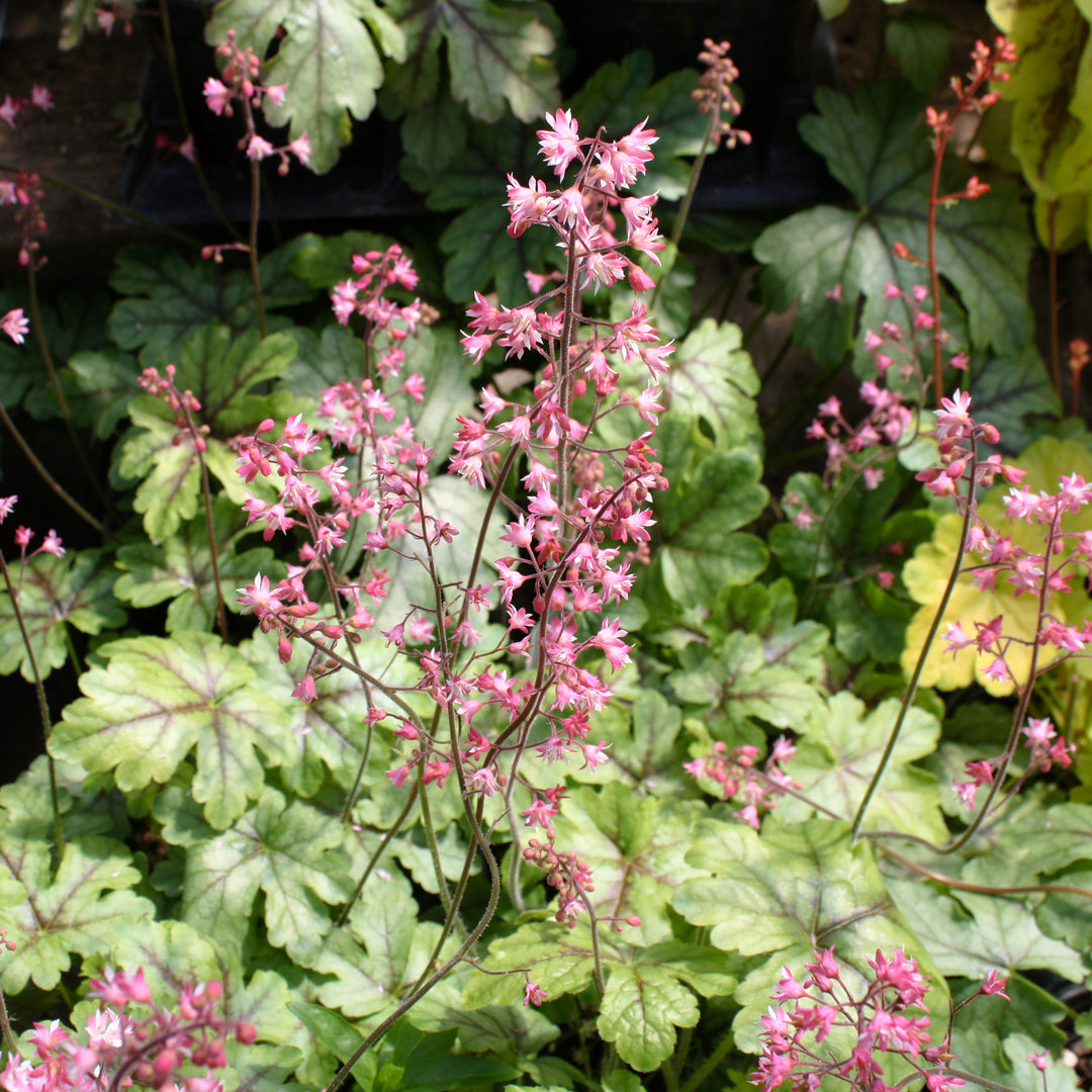Heucherella 'Tapestry' PP21150 Foamy Bells, 1 Quart Perennial