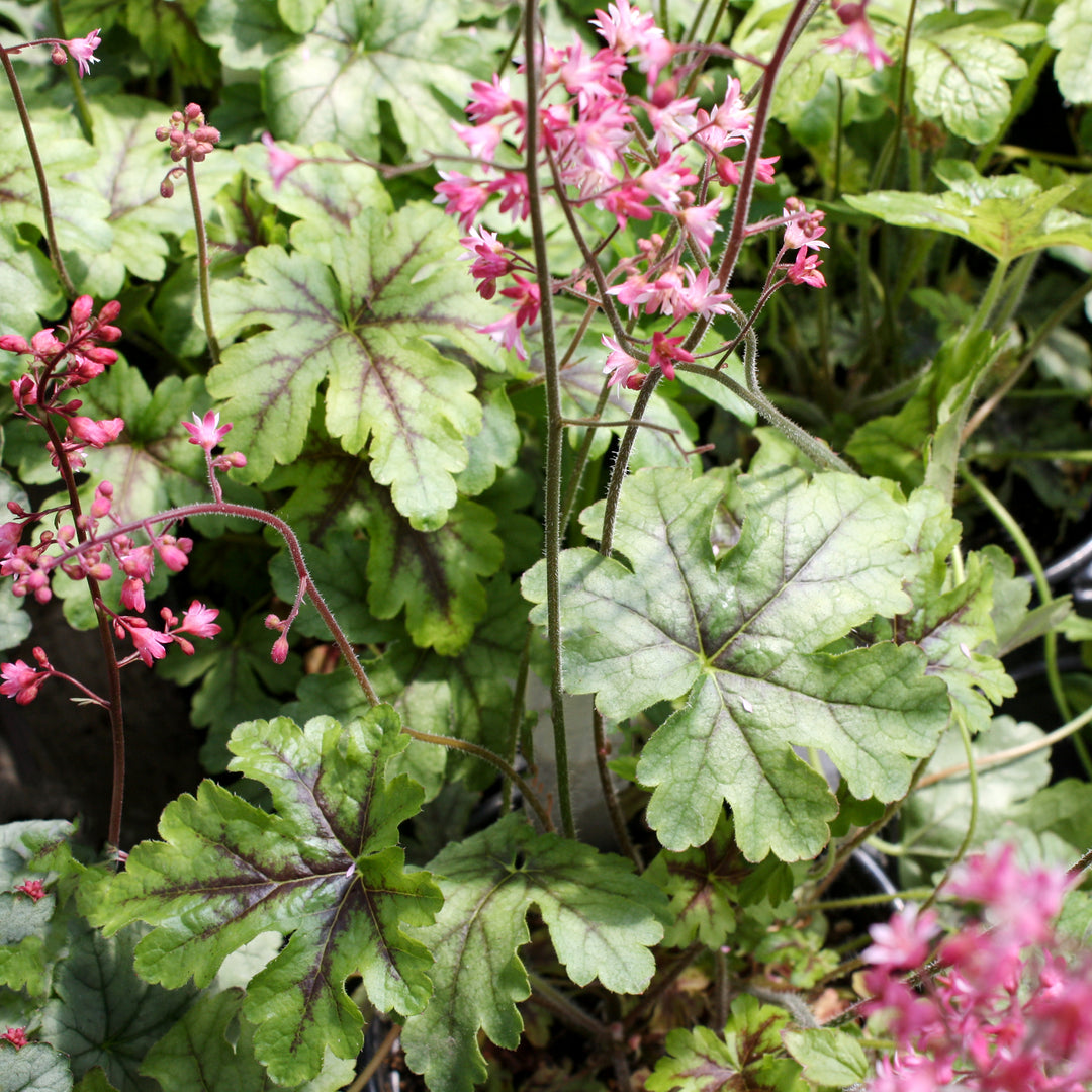 Heucherella 'Tapestry' PP21150 Foamy Bells, 1 Quart Perennial