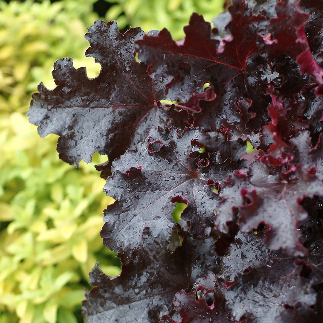 Heuchera 'Black Beauty' PP13288 Coral Bells, 1 Gallon Perennial