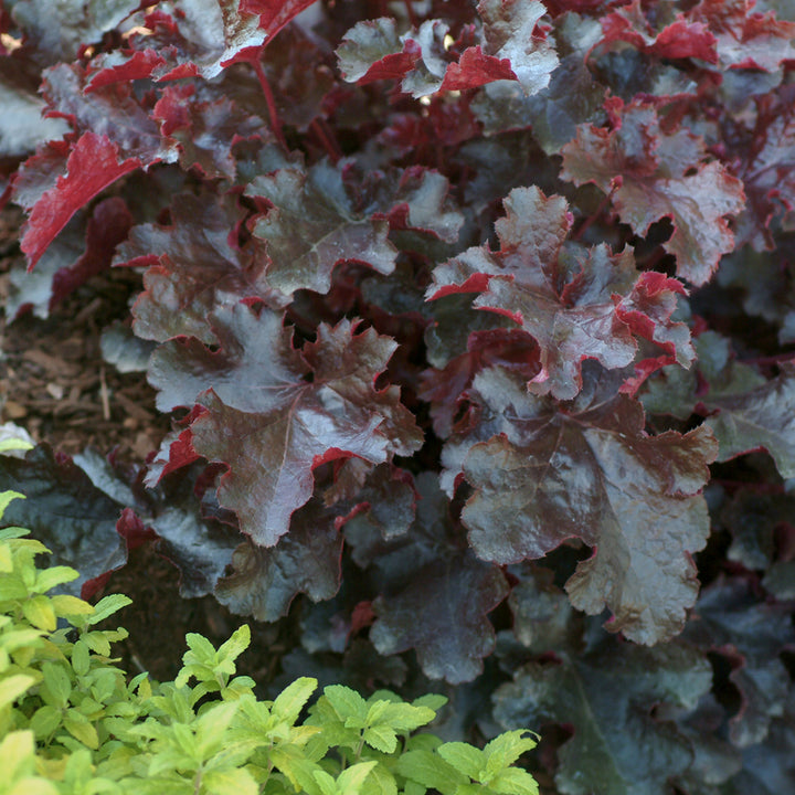 Heuchera 'Black Beauty' PP13288 Coral Bells, 1 Gallon Perennial