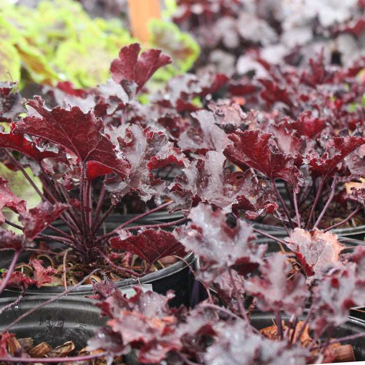Heuchera 'Black Beauty' PP13288 Coral Bells, 1 Gallon Perennial