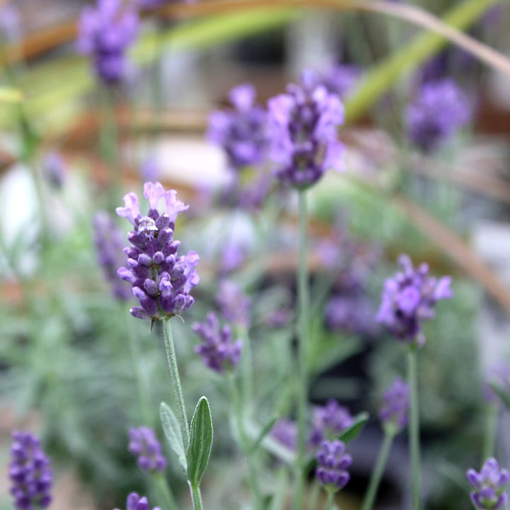 Lavandula angustifolia 'La Diva Eternal Elegance' English Lavender, 1 Gallon Perennial