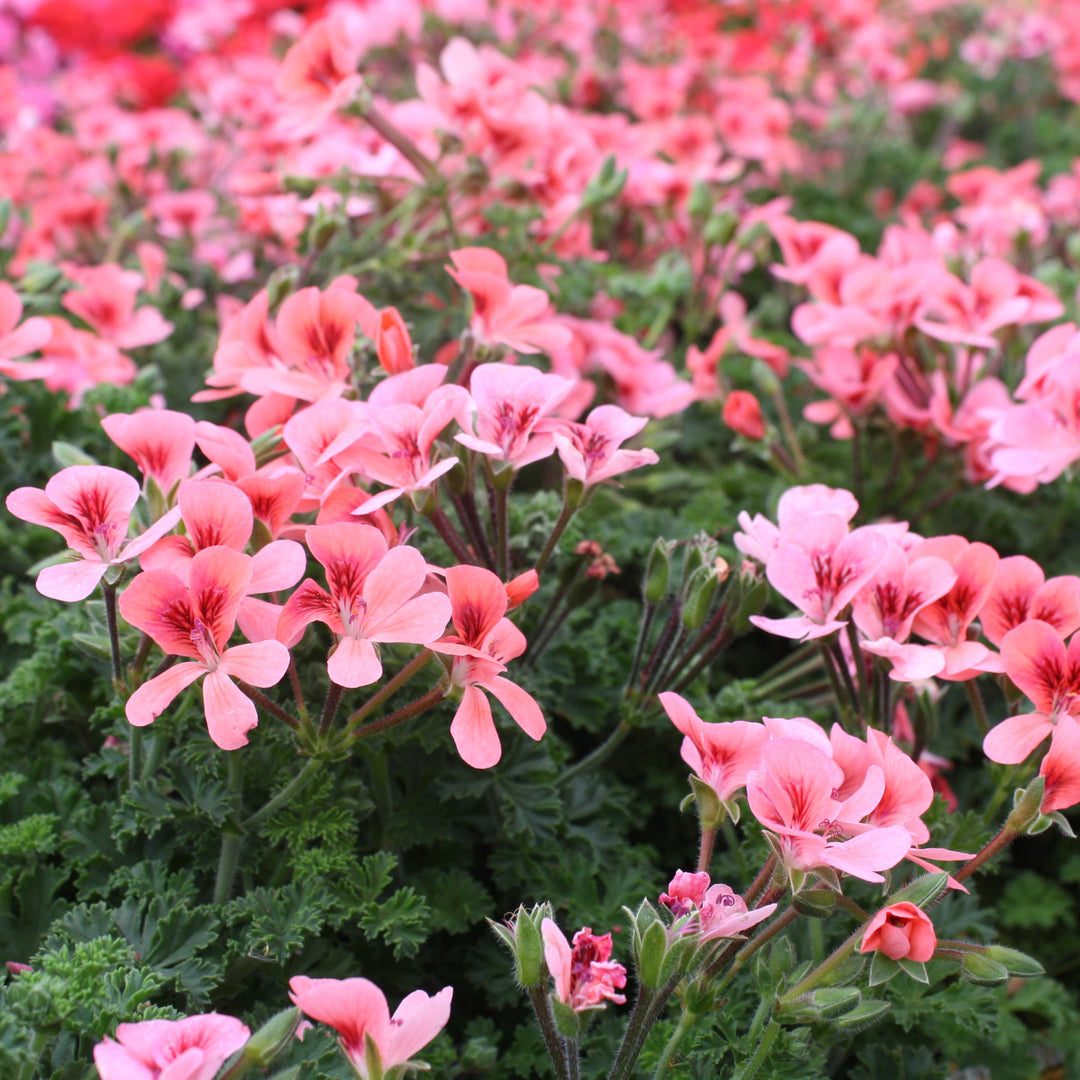 Pelargonium x 'Bunny Brunch' Scented Geranium, 1 Quart Annual