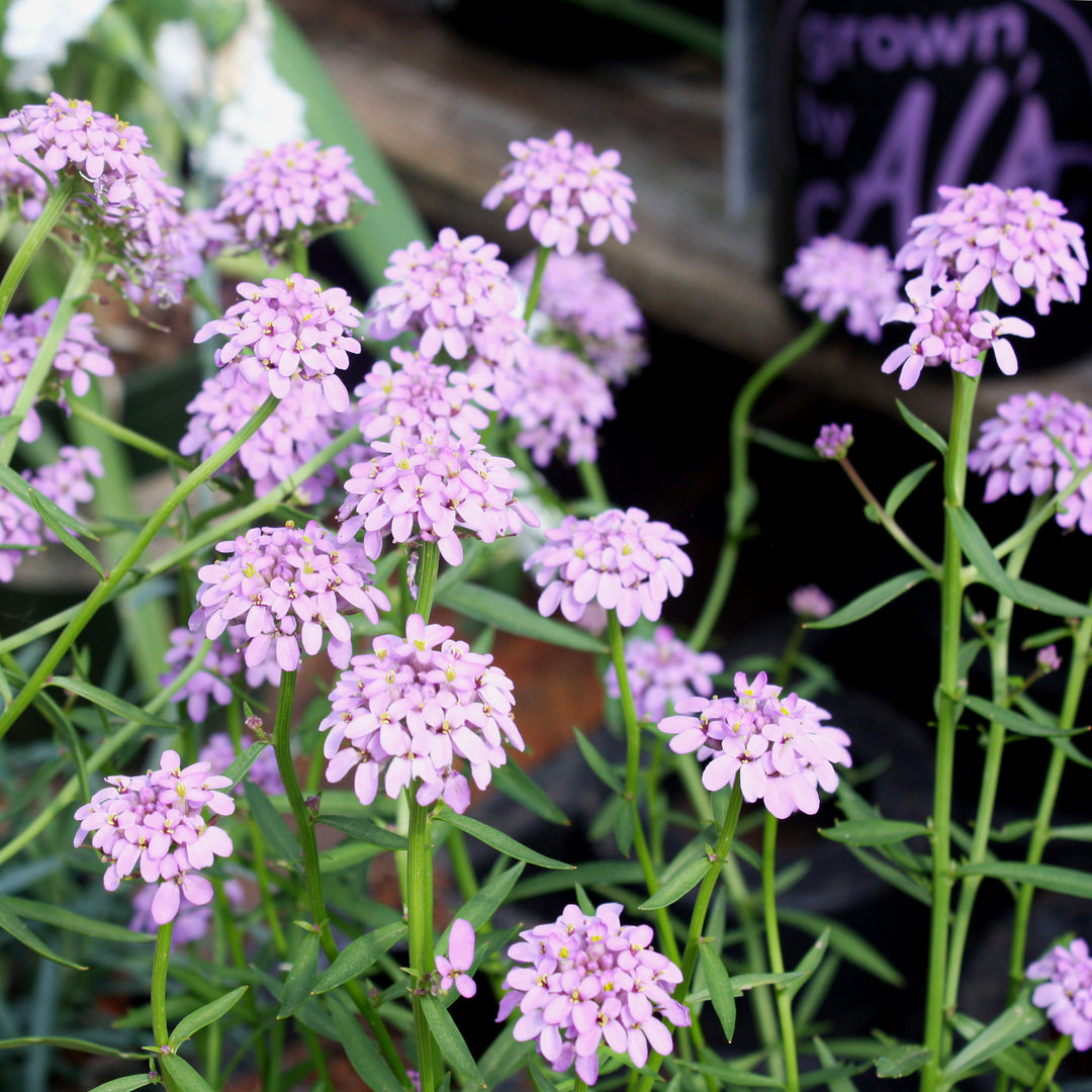 Iberis sempervirens 'Mermaid Lavender' Candytuft, 1 Quart Perennial