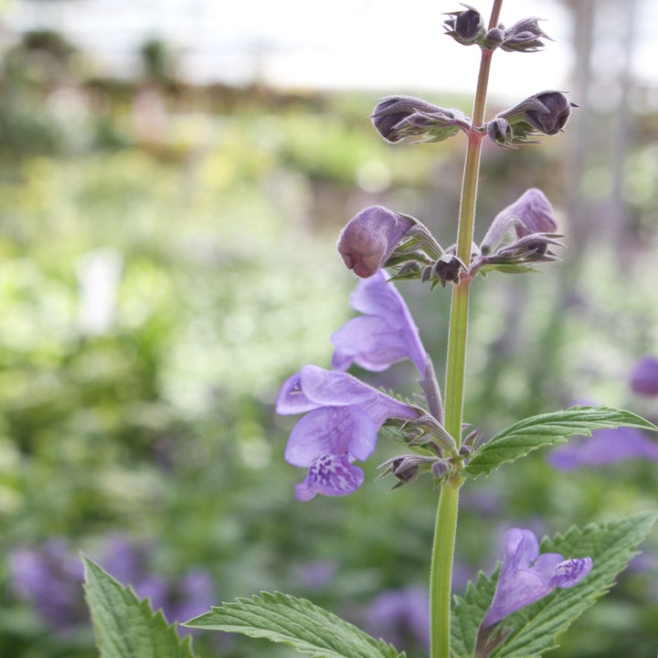 Nepeta yunnanensis 'Blue Dragon' PP22334 Catmint, 1 Gallon Perennial
