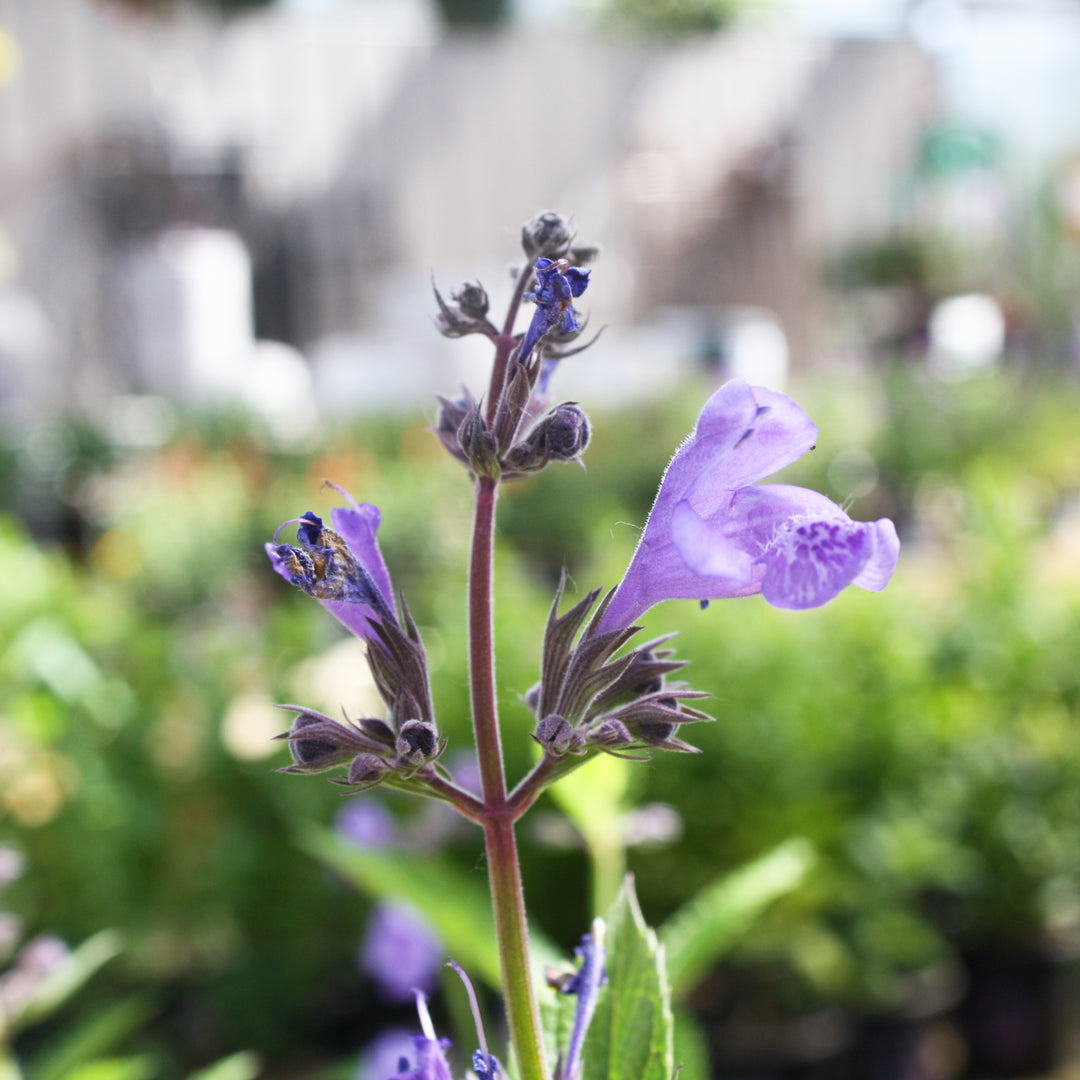 Nepeta yunnanensis 'Blue Dragon' PP22334 Catmint, 1 Gallon Perennial