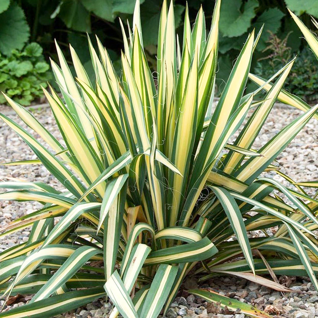 Yucca filamentosa 'Golden Sword' Yucca, 1 Gallon Perennial