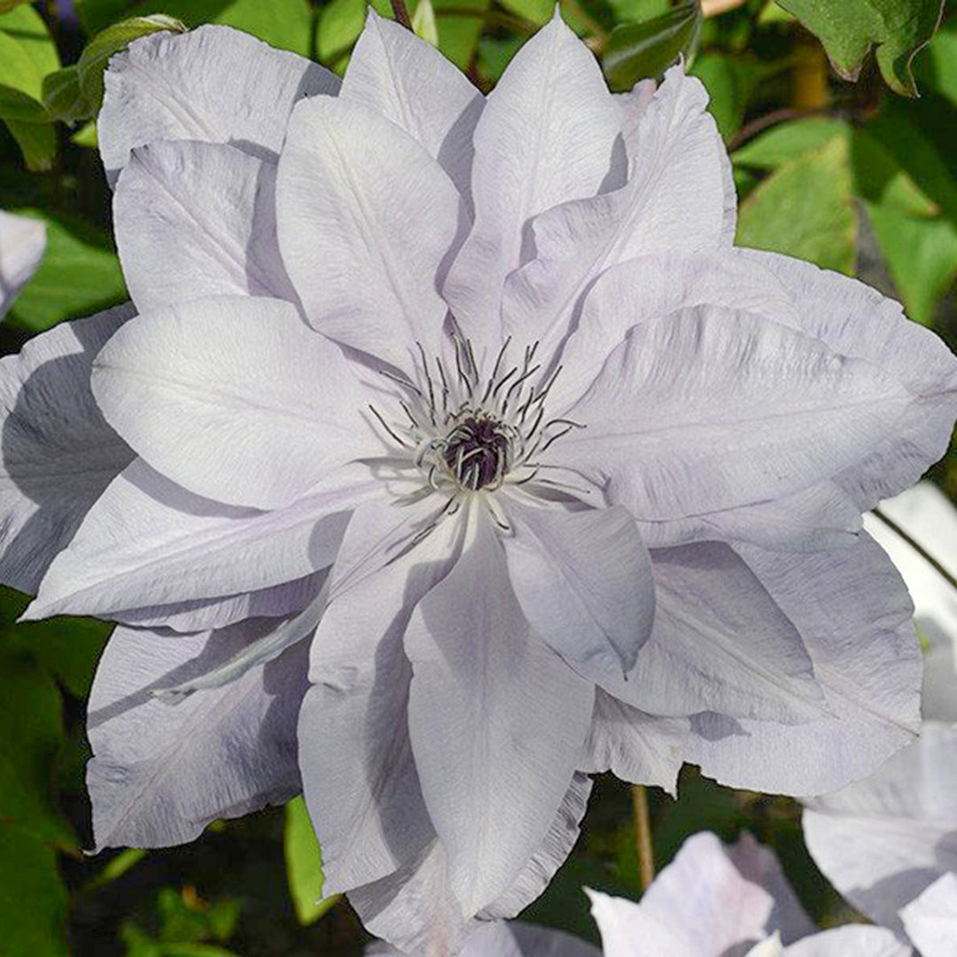 Clematis 'Reflections' Clematis, 1 Gallon Vine