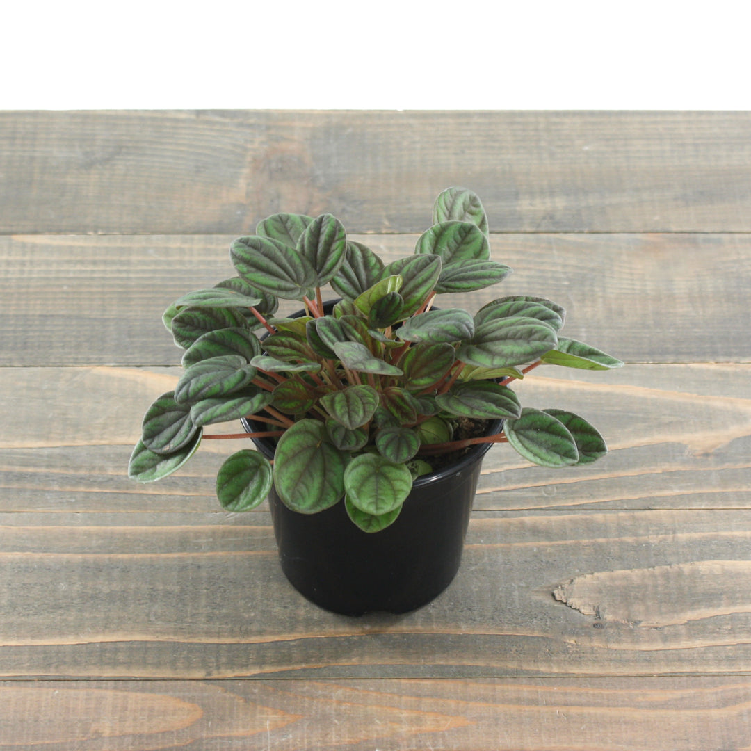 Peperomia 'Peppermill' Peperomia, 4 Inch Houseplant