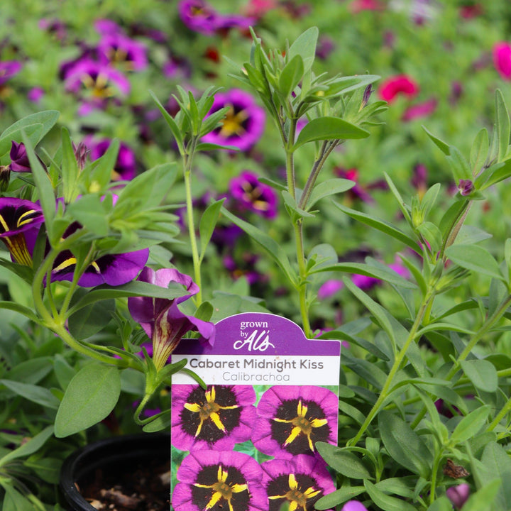 Calibrachoa x 'Balcabmiss' PP34063 Cabaret® Midnight Kiss Calibrachoa, 4 Inch Annual