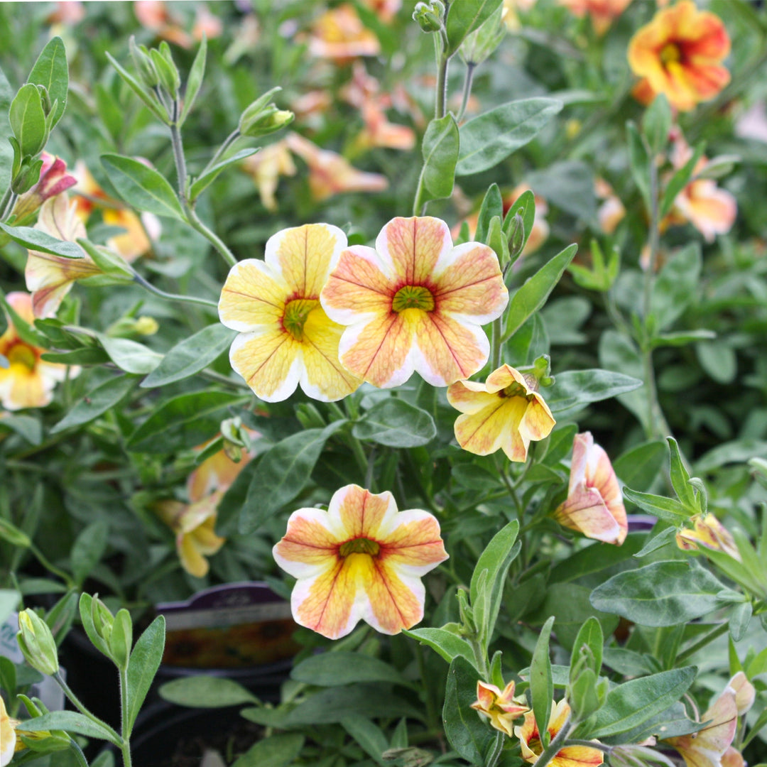 Calibrachoa x 'Caramel' Calibrachoa, 4 Inch Annual