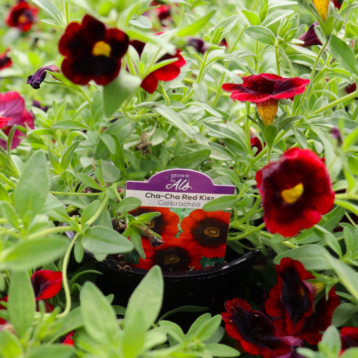 Calibrachoa x 'Balchariss' Cha-Cha™ Red Kiss Calibrachoa, 4 Inch Annual