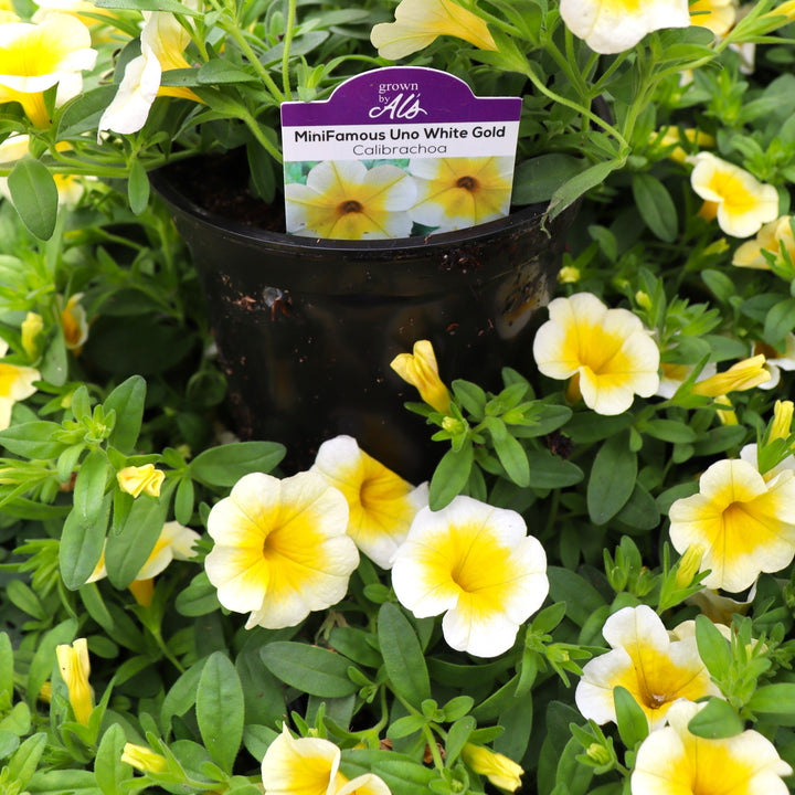 Calibrachoa x 'KLECA22901' MiniFamous® Uno White Gold Calibrachoa, 4 Inch Annual